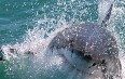 Gansbaai, Shark Cage Diving صور