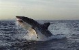 Gansbaai, Shark Cage Diving صور