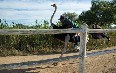 Highgate Ostrich Show Farm 写真