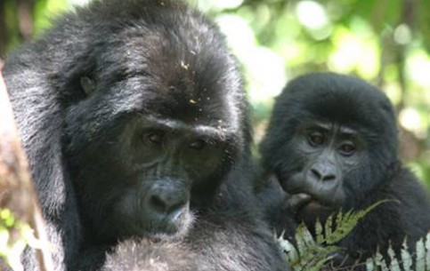 The main attraction of the Mugahinga Gorilla National Park are mountain gorillas. Gorilla trekking - the most exciting and unforgettable trip through dense African jungle