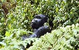 Mugahinga Gorilla National Park Images