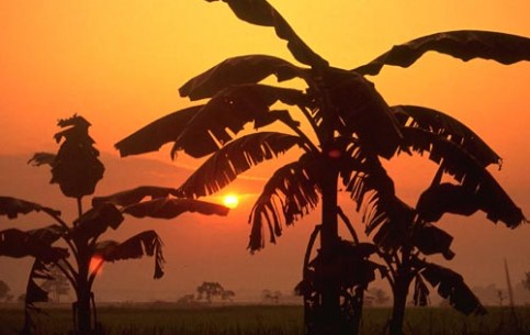 The nature of Nepal is extraordinarily diverse - from eternal glaciers on mountains tops to tropics and jungles on plains. A huge number of plants and animals are listed in IUCN Red List 