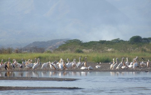 Rift Valley Lakes is one of the most beautiful areas of the country. There are a lot of hippos, fish, birds - herons, ibises, pelicans, flamingos