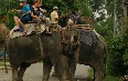 Safari in Nepal  图片