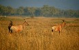 Serengeti National Park Images