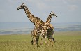 Serengeti National Park صور