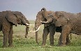 Tanzania, animals 写真
