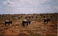 Tanzania, animals Images