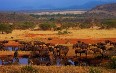 Serengeti National Park Images