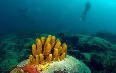 Tobago, diving صور