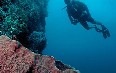 Tobago, diving صور