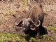 Африканские буйволы в парке Меру
