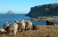 Agriculture in Greenland صور