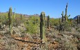 Arizona-Sonora Desert Museum 图片