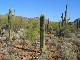 Arizona-Sonora Desert Museum (美国)