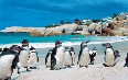 Boulders Beach 写真