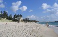 Cottesloe Beach 图片