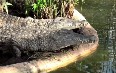 Крокодилья ферма в Дроме Фото