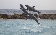 entertainment in Curacao 写真