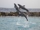 entertainment in Curacao