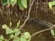 Daintree River Crocodiles