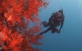 Diving in Whitsundays Images