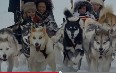 Dog sledding in Alberta Images