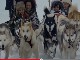 Dog sledding in Alberta