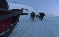 Dogsledding in Bolterdalen صور