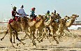 Dubai Camel Race 图片