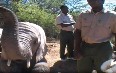 Feeding Elephants at Buffelsdrift Game Lodge 写真