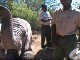 Кормление слонов в Баффелсдрифт Гейм
