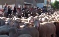 Festival of Moving Cattle in the Drome Images