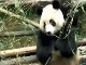 Giant Panda in Chengdu