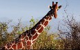 Giraffes in Meru National Park صور