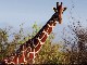 Жирафы в Национальном парке Меру