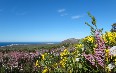 Grootbos Private Nature Reserve صور