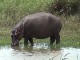 Hippos of Saint Lucia