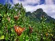 Kirstenbosch National Botanical Garden