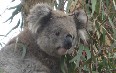 Koala Conservation Centre 图片