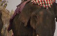 Laos Elephant Festival Images