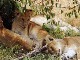 Семья львов в Масаи-Мара
