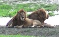 Lions of the Ngorongoro 写真