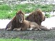 Lions of the Ngorongoro