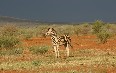 Madikwe Nature Reserve 图片