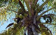 Mauritius Flora and Fauna 写真