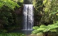 Millaa Millaa Falls 图片