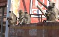 Monkeys on the streets of Jaipur صور