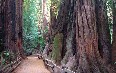 Muir Woods National Monument Images