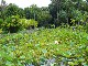 Ботанический сад Памплемус (Маврикий)